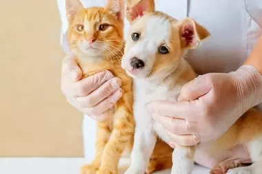 Piden la castración de animales: "Una gata no castrada puede tener medio millón de gatos en 7 años"