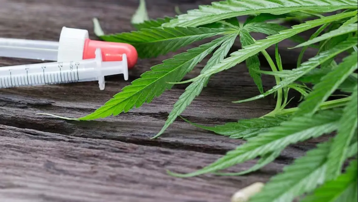 Cannabis medicinal: “La criminalización de los consumos no resolvió nada”