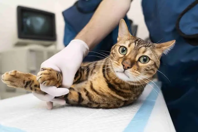 Medicina felina: “Hay mucho por hacer” para mejorar el cuidado de los gatos
