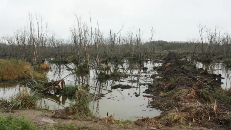 Humedales en riesgo: “Han sido los espacios olvidados en el tiempo”