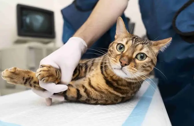 Medicina felina: “Hay mucho por hacer” para mejorar el cuidado de los gatos