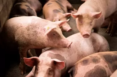 Alerta por un brote de triquinosis en la provincia de Buenos Aires