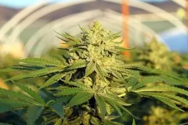 Primavera Cannábica: "Podes tomar un café, fumar y manejarse con libertad"