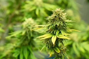 Presentaron el documental "Amor, Dolor y Cannabis": La historia de la militancia cannábica