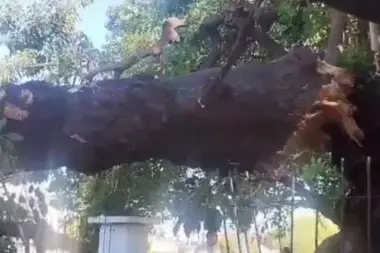 Tragedia en San Martín: “Mi papá denunció al árbol en mal estado que terminó matándolo”