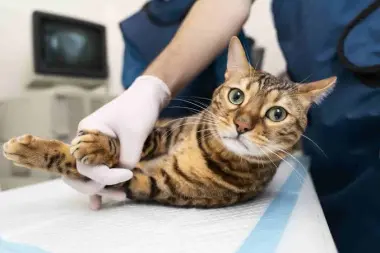 Medicina felina: “Hay mucho por hacer” para mejorar el cuidado de los gatos
